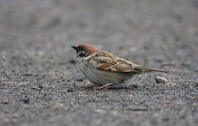 Tree Sparrow