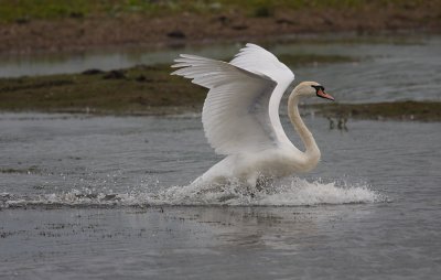 Mute Swan