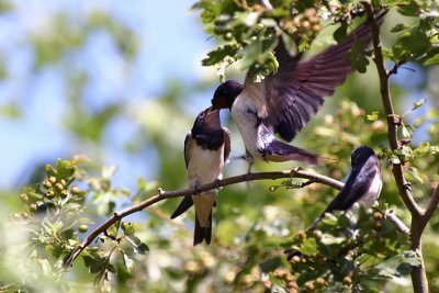 Swallow