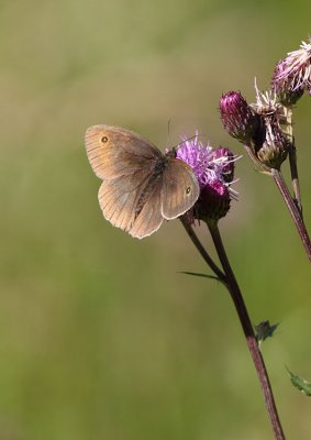 Meadow Brown (male)