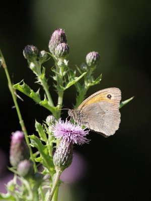 Meadow Brown (female)