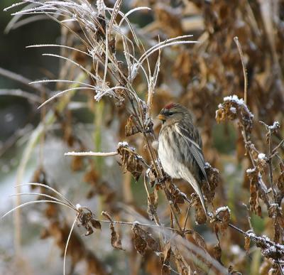 Lesser Redpoll
