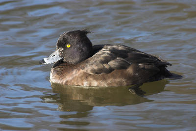 Duck, Tufted
