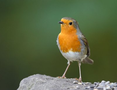 Robin