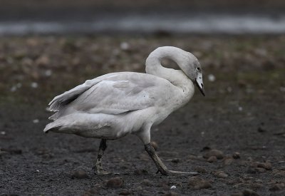 Whooper Swan