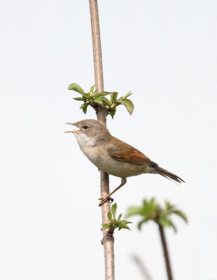 Whitethroat