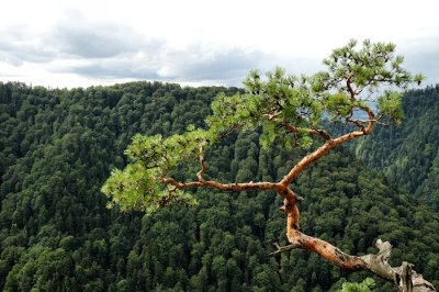 Relic pine on the top Sokolica Mount.jpg