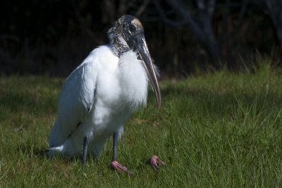 Fort DeSoto FL
