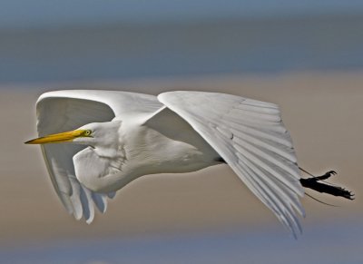 Florida Birds
