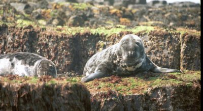 Farne Islands