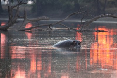 Hippos