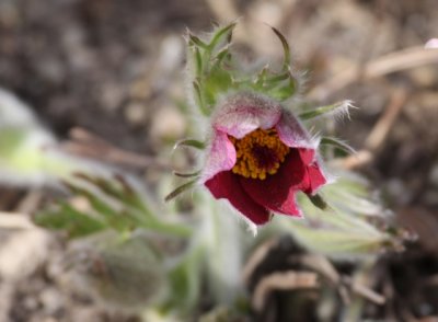 Pasque Flower (6)