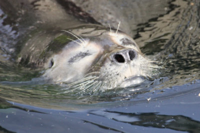 Seals