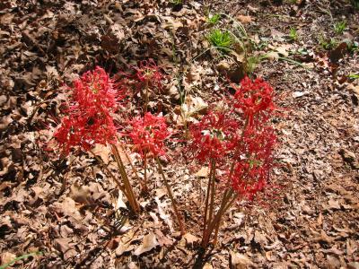 Spider Lillies
