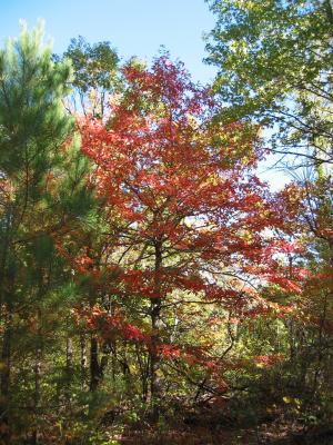 Fall 2005