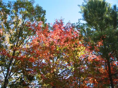 Fall 2005