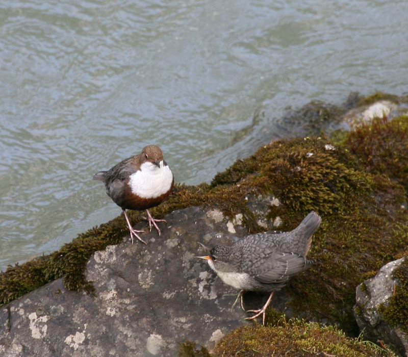  Wasseramseln / White-throated Dipper