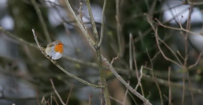Rotkehlchen / European Robin