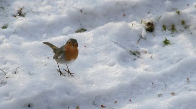 Rotkehlchen / European Robin