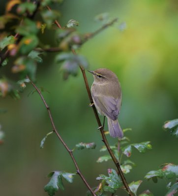 Zilpzalp / Common Chiffchaff