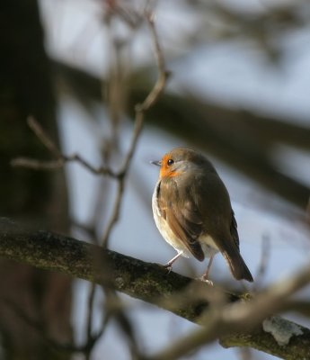 Rotkehlchen / European Robin