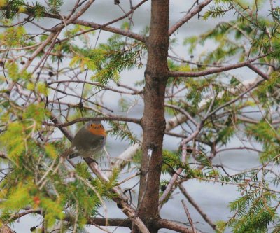 Rotkehlchen / European Robin