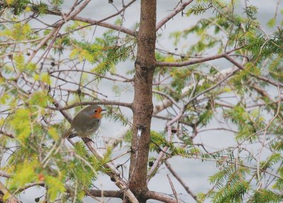 Rotkehlchen / European Robin