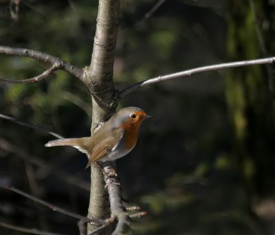 Rotkehlchen / European Robin