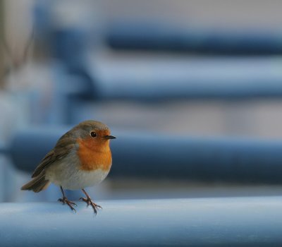 Rotkehlchen / European Robin