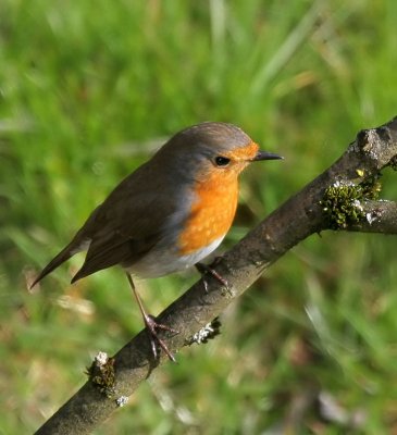 Rotkehlchen / European Robin