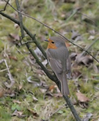 Rotkehlchen / European Robin