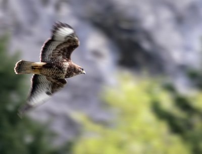 Musebussard / Common Buzzard