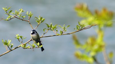 Blaumeise / Blue Tit