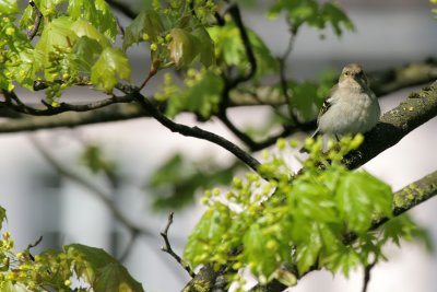 Buchfink / Common Chaffinch female