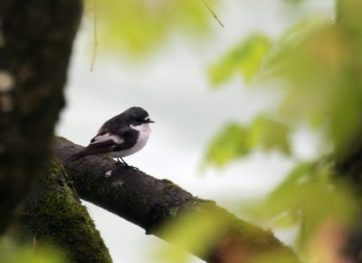 Trauerschnpper / European Pied Flycatcher