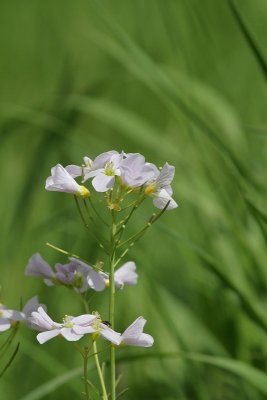 Blumenwiese