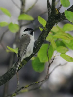 Sumpfmeise / Marsh Tit