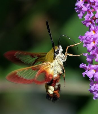 Hummelschwrmer / broad-bordered bee hawkmoth 