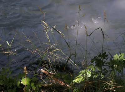 an der Linth