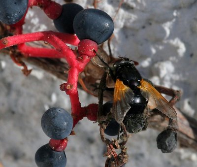 Fliege auf wildem Wein