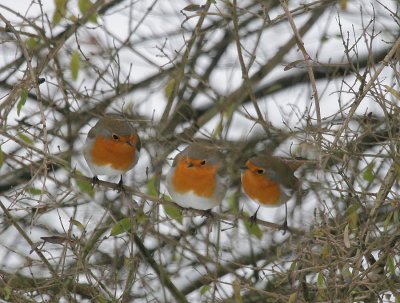 Rotkehlchen / European Robin