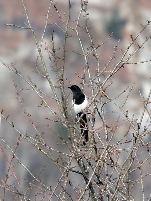 Elster / Eurasian Magpie