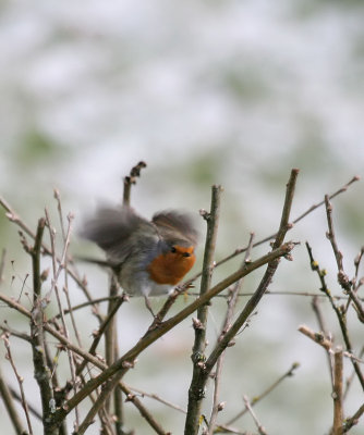 Rotkehlchen / European Robin