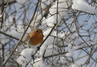 Rotkehlchen / European Robin