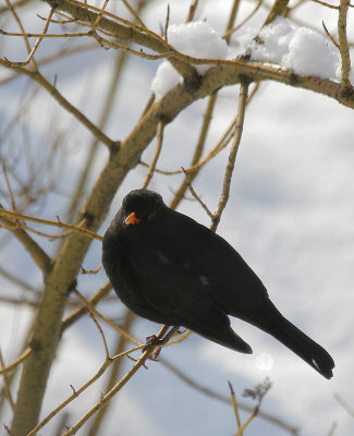 g3/49/60549/3/121225867.M5pca7an.jpg
