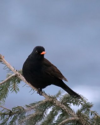 Amsel / Common Blackbird