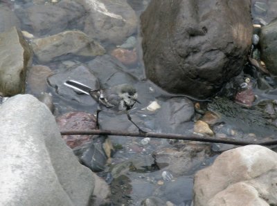 Bachstelze / White Wagtail