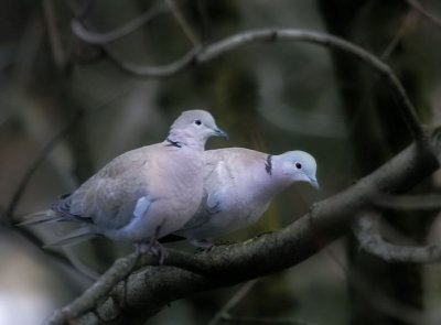 Trkentaube / Eurasian Collared Dove