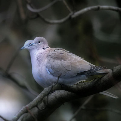 Trkentaube / Eurasian Collared Dove