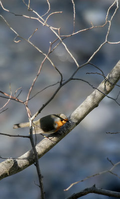 Rotkehlchen / European Robin